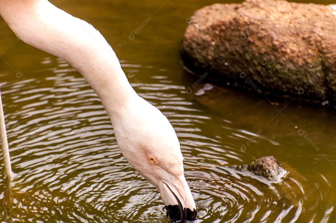 Belo flamingo bebendo água em um rio no Brasil.