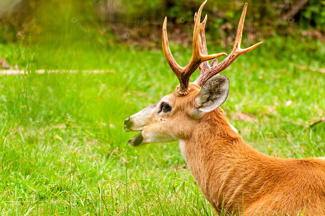 Belo veado pastando, veado brasileiro