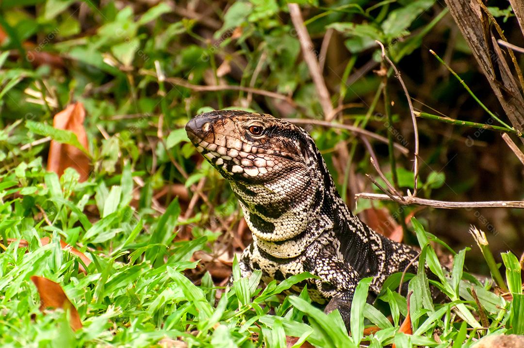 Lindo lagarto na floresta no Brasil, preto argentino e wh