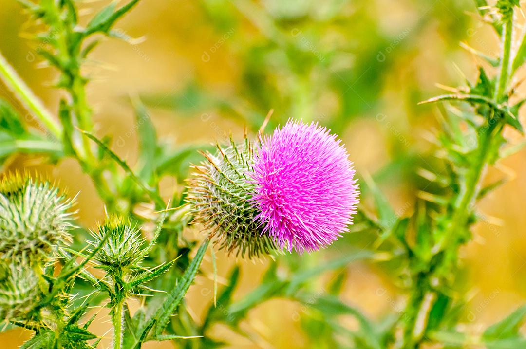 Linda flor rosa de cardo de leite no Brasil.