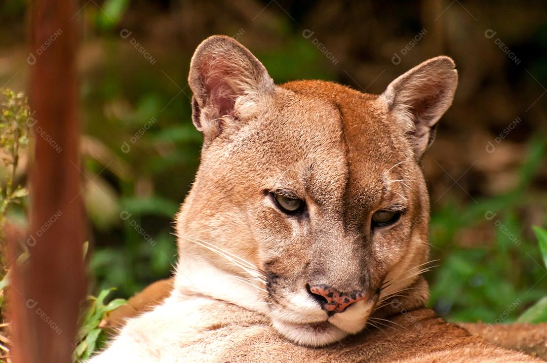 Linda puma em um zoológico no Brasil, O puma (Puma concolor).