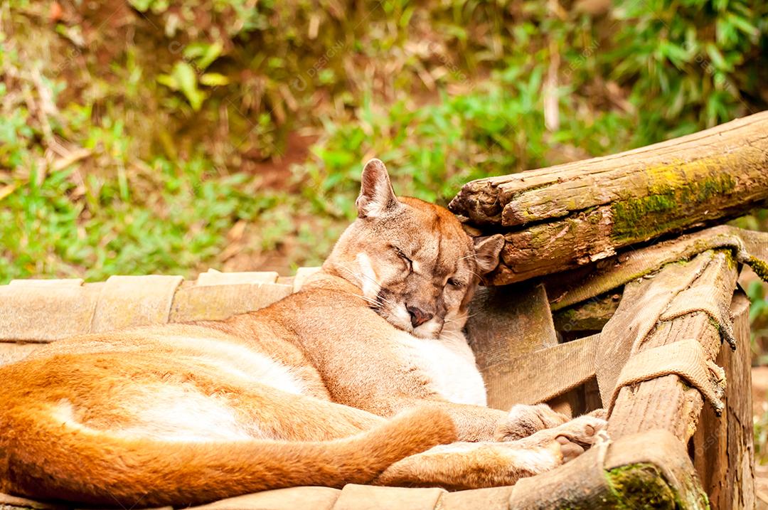 Linda puma dormindo em um zoológico no Brasil, o puma (Puma)