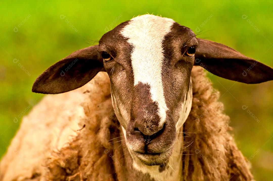 Retrato de ovelha linda olhando para a câmera.