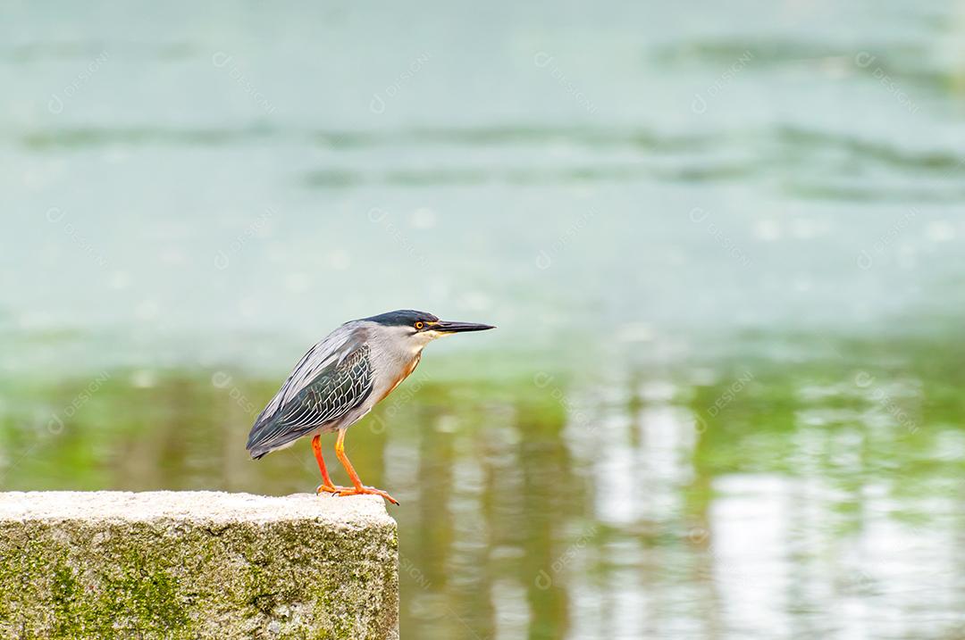 Belo pássaro de garça estriada (Butorides striata) no lago em sutiã