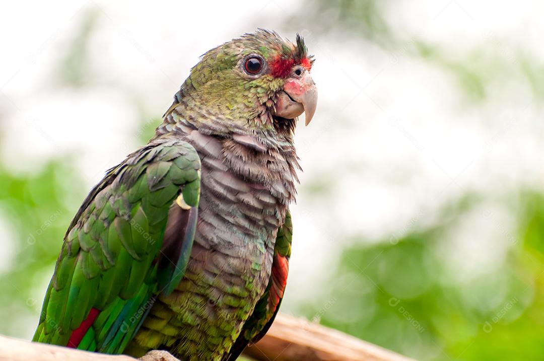 Linda amazona de peito vináceo (Amazona vinacea), brasileira