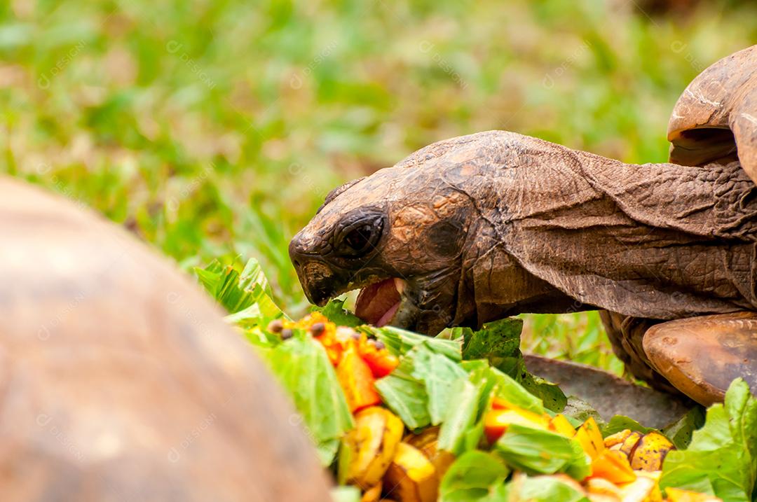 Linda tartaruga amarela se alimentando de frutas e legumes, jabu