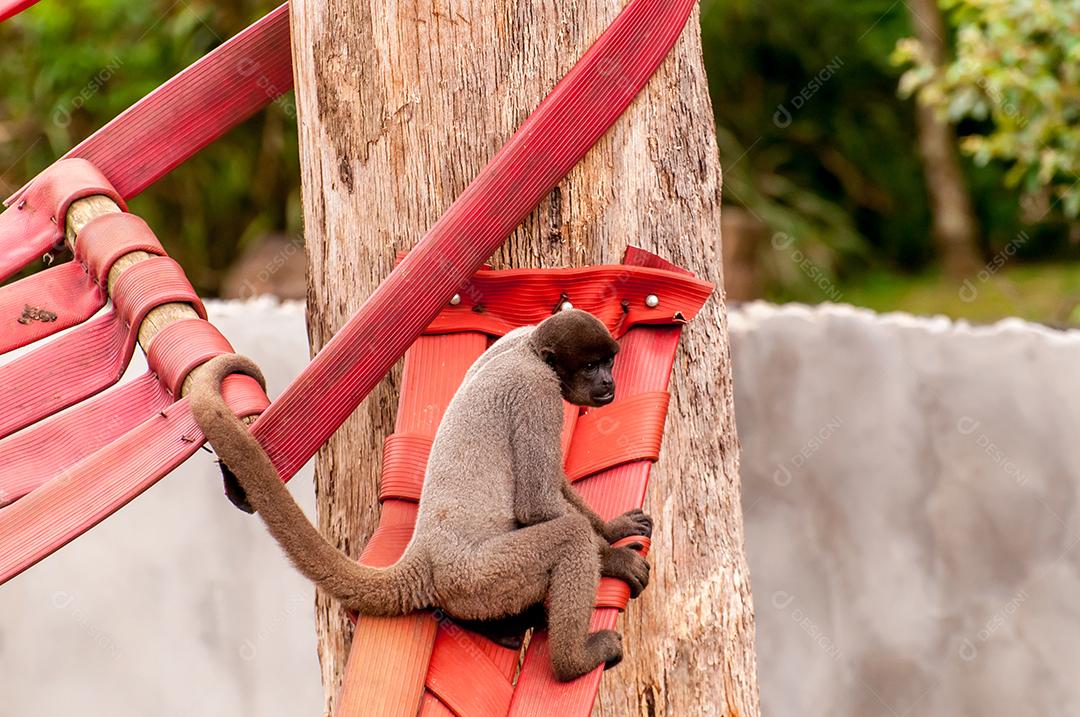 Macaco preto em um zoológico no Brasil, macacos-prego robustos.