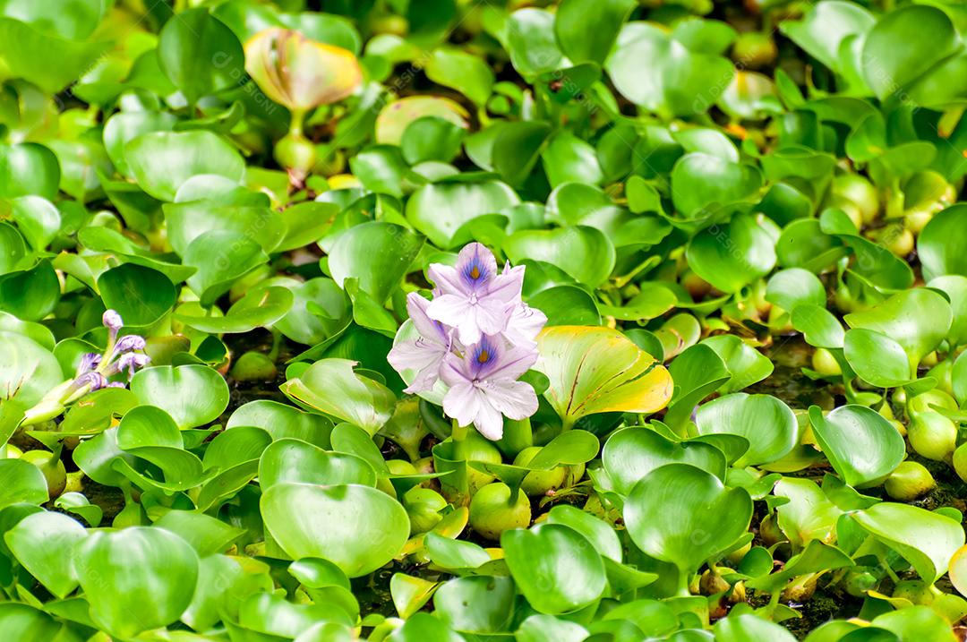 Eichhornia, comumente chamado de jacintos de água, verde texturizado para trás
