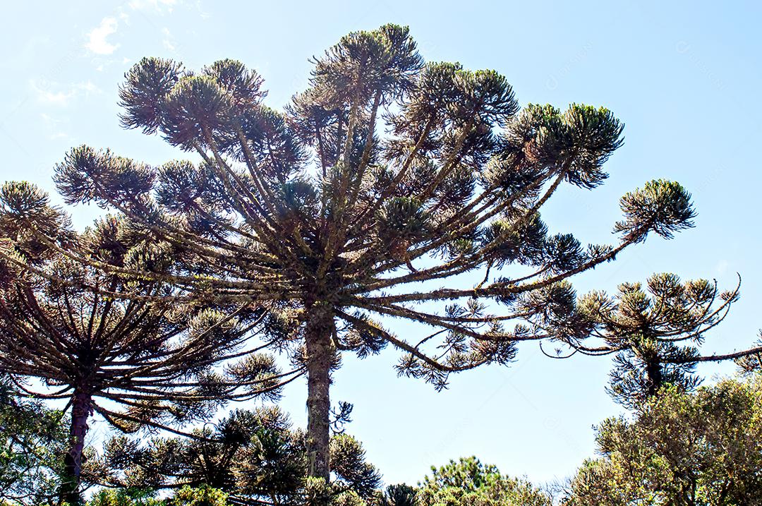 Araucária com céu azul.