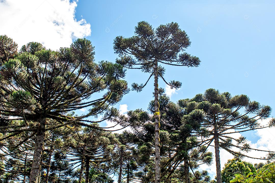 Bela paisagem, céu azul com araucárias