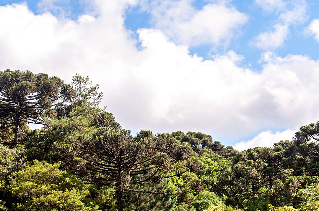 Bela paisagem, céu azul com araucárias