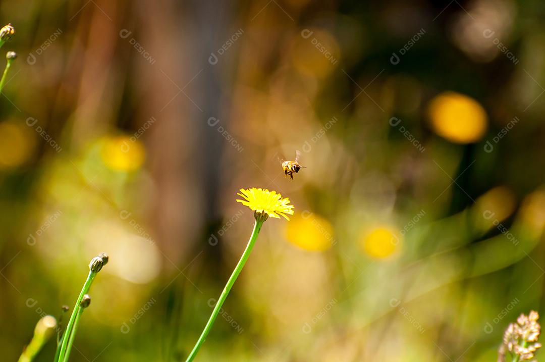 abelha polinizando flor amarela