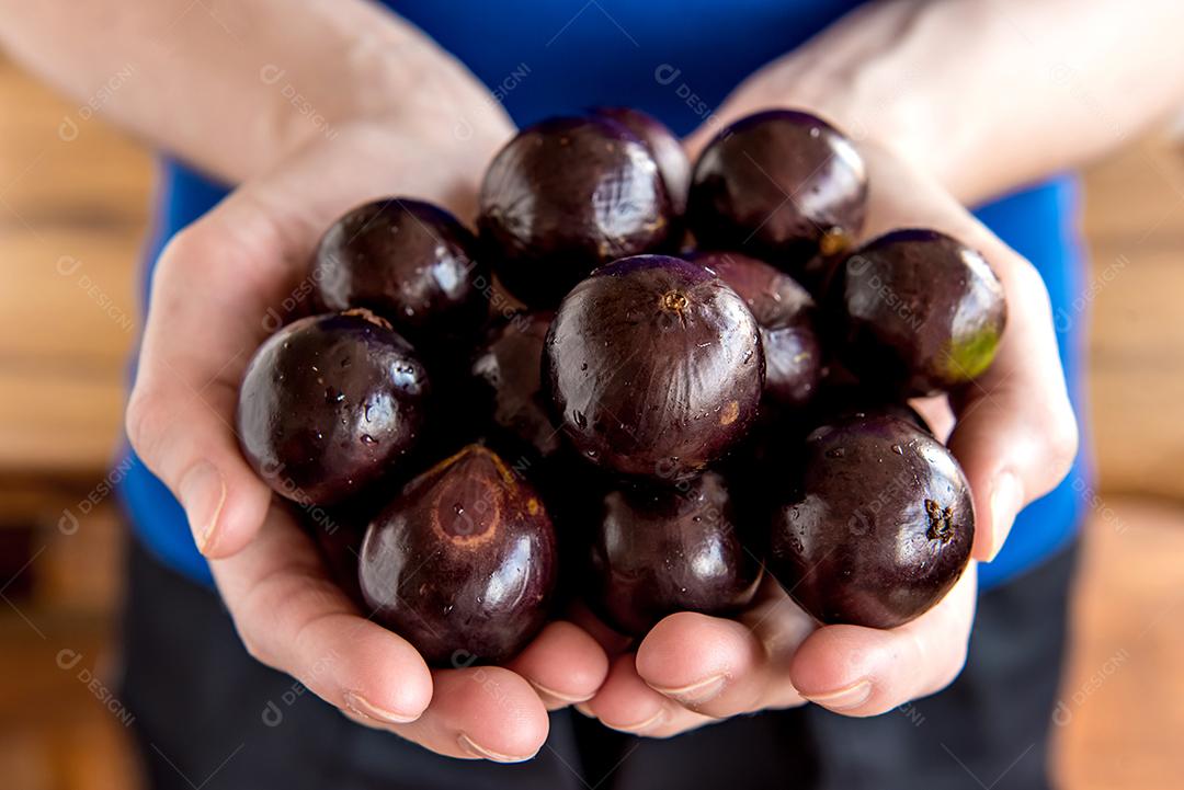 Mãos segurando jabuticaba, frutas brasileiras exóticas, Jaboticaba é