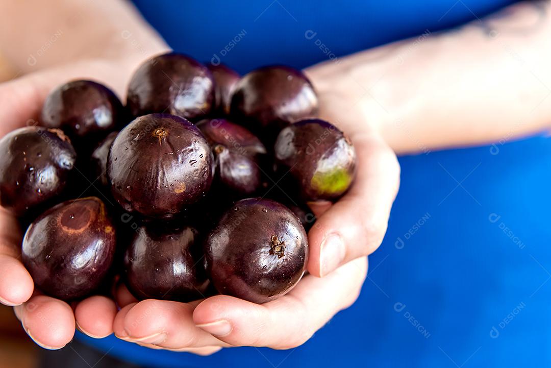 Mãos segurando jabuticaba, frutas brasileiras exóticas, Jaboticaba
