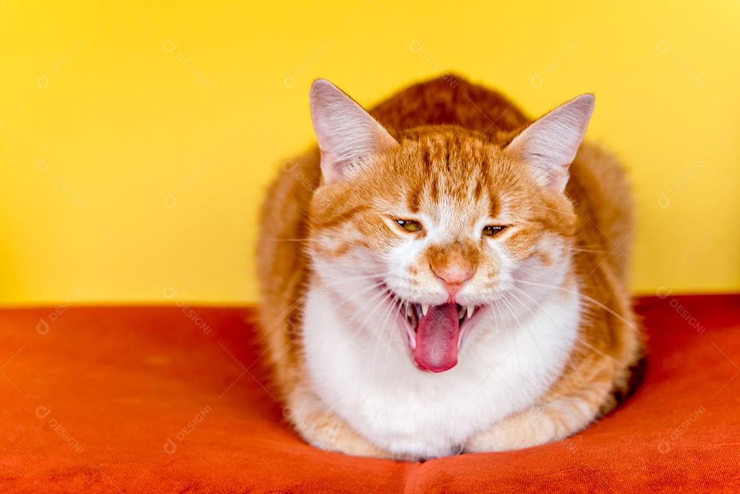 Gato amarelo com a boca aberta, gato bocejando no fundo amarelo e vermelho