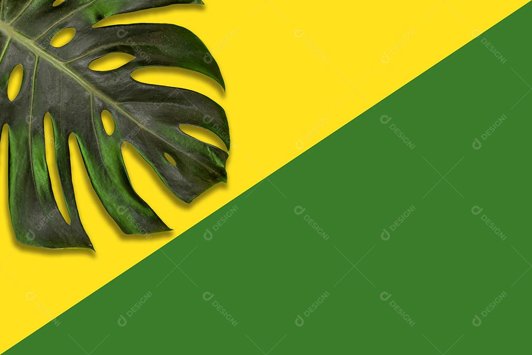 Folhagem de costela de Adams em fundo verde e amarelo.