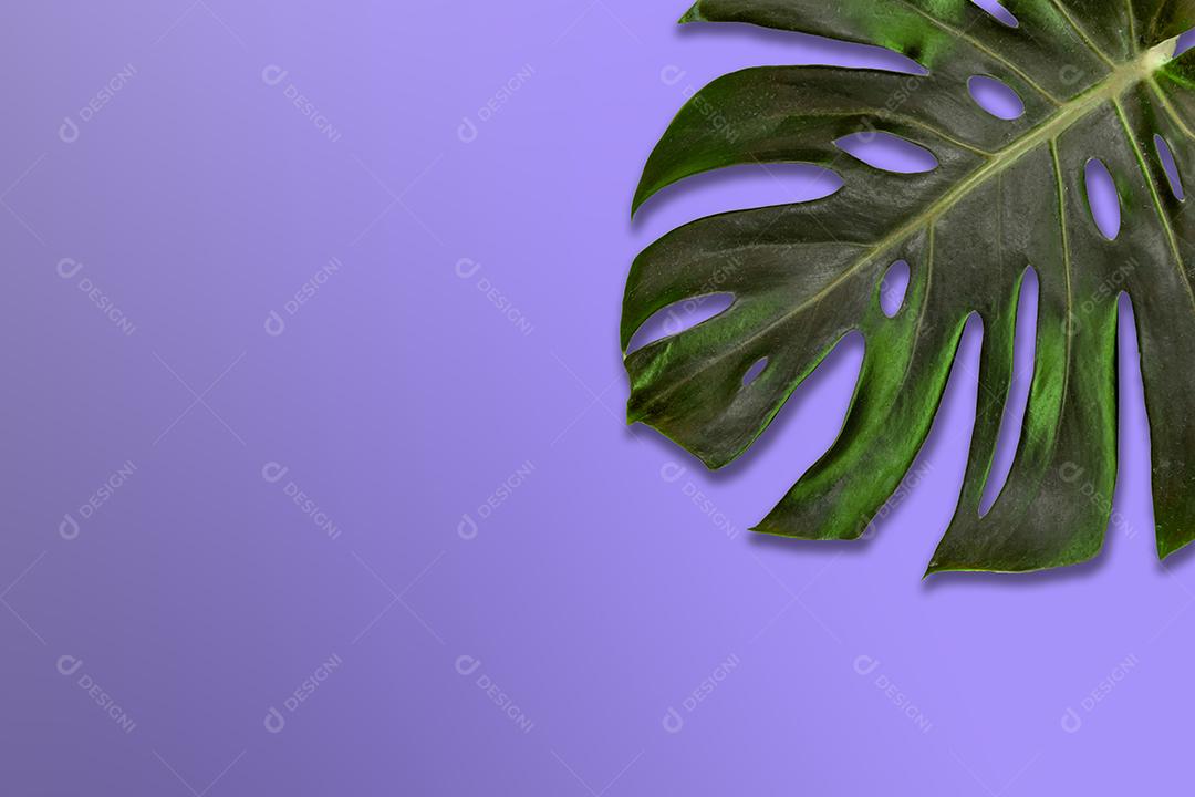 Adams rib foliage on purple background.