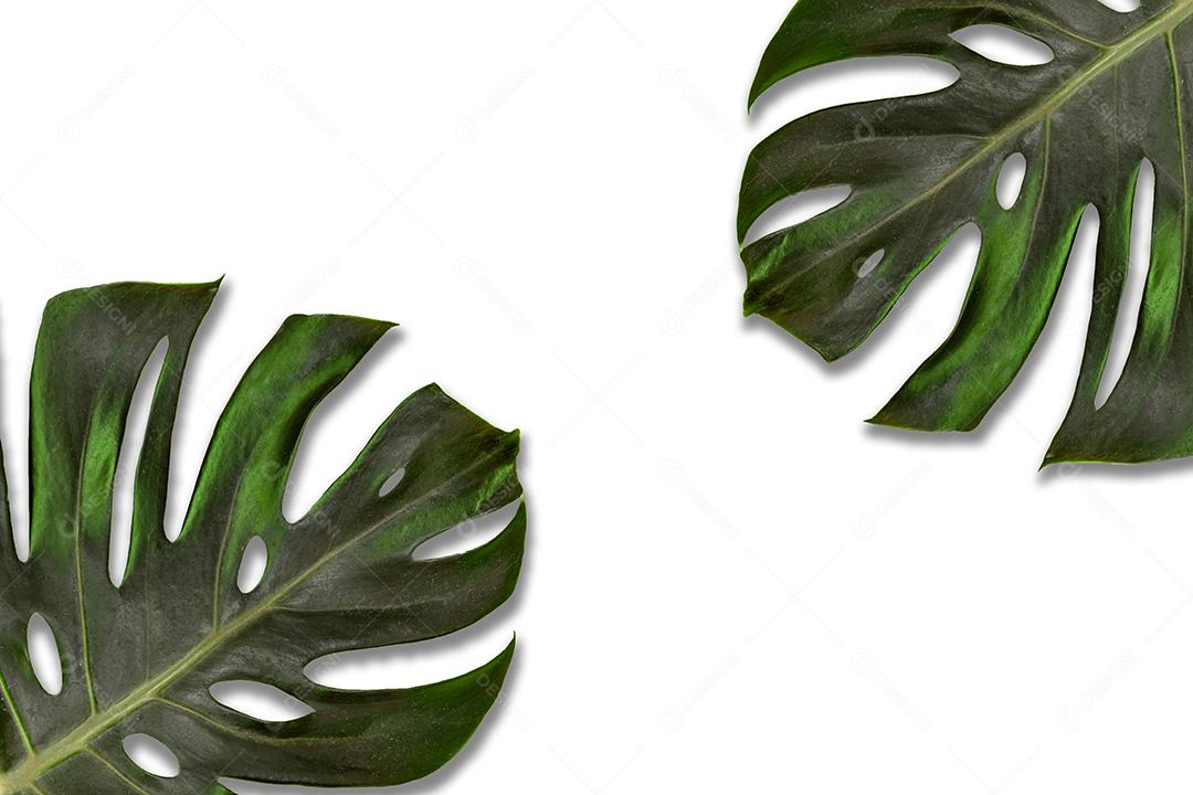 Folhagem de costela de Adams em fundo branco.