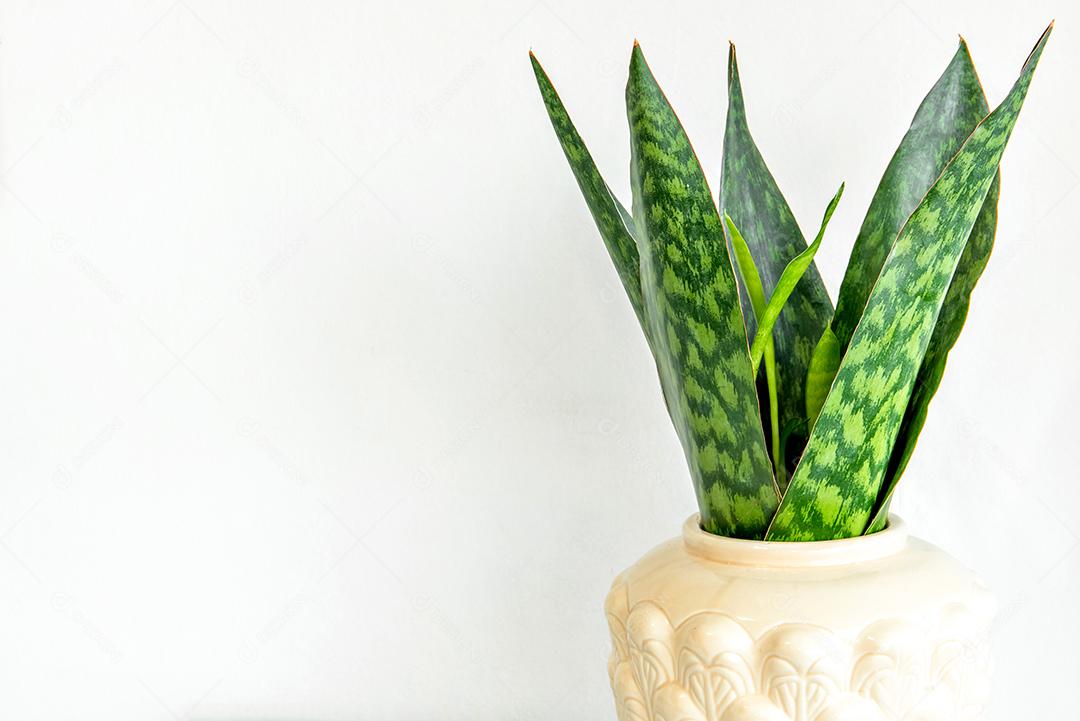 Plantas de interior Sansevieria trifasciata em uma panela isolada