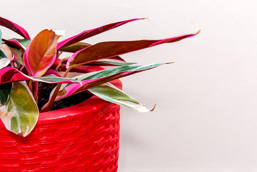 Planta de casa Maranta, colorido calathea stromanthe triostar. Isolada