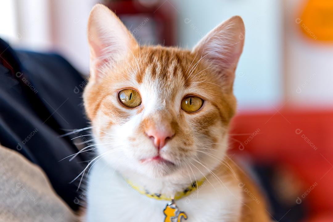 Gato amarelo olhando para a câmera, olhos amarelos