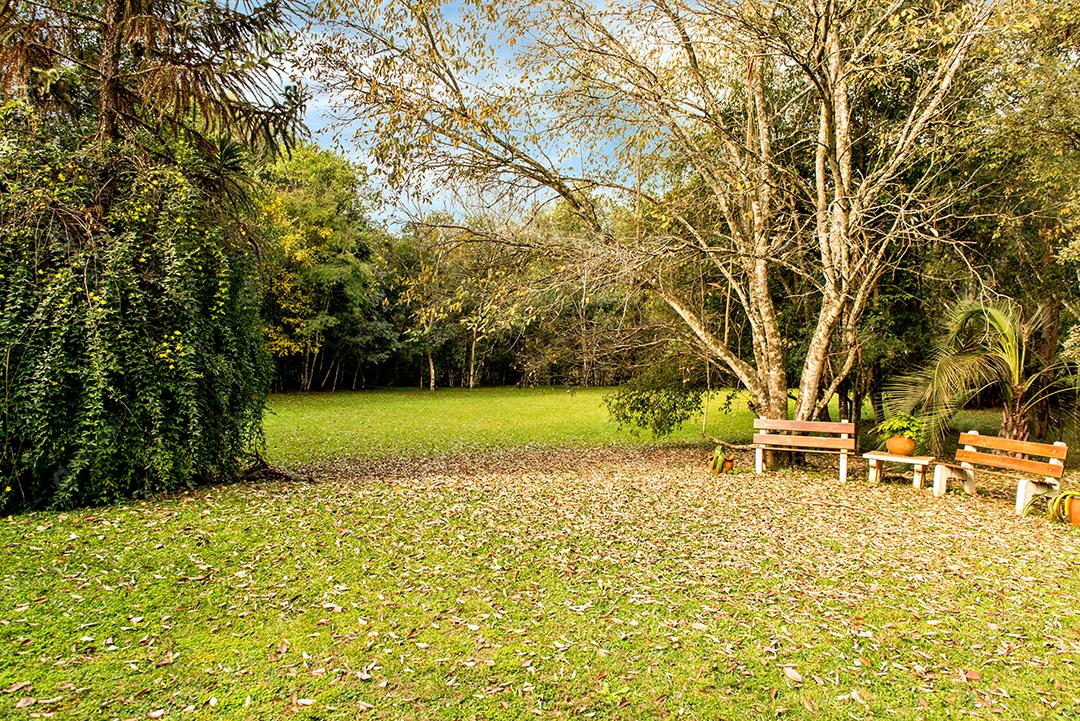 Belo jardim verde com folhas secas caídas na tarde ensolarada.