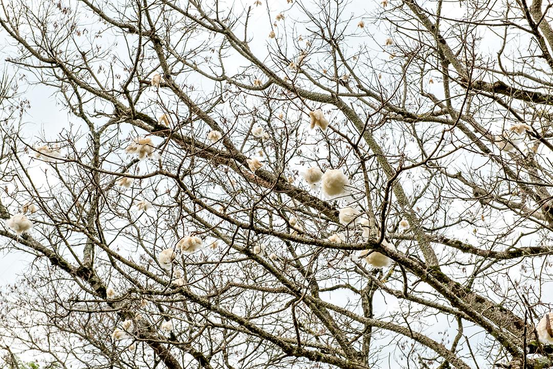 fundo de árvore de algodão no céu azul