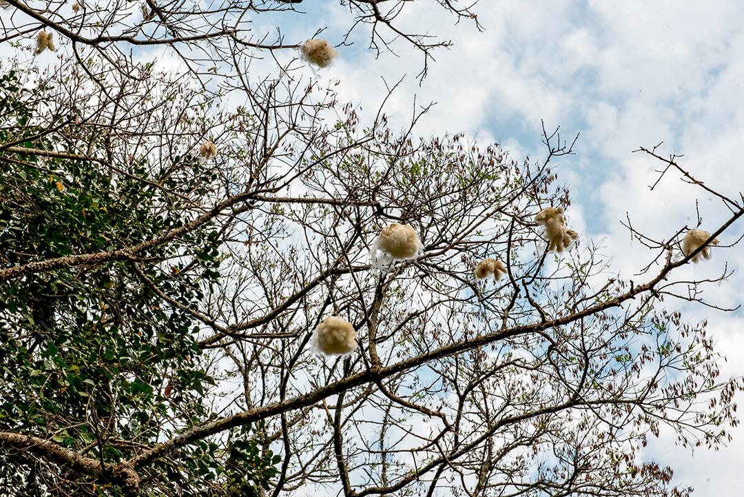 fundo de árvore de algodão no céu azul