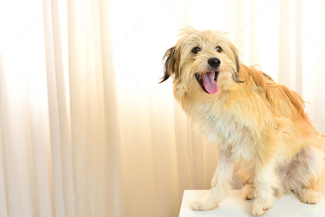 Feliz cão vira-lata peludo no fundo branco