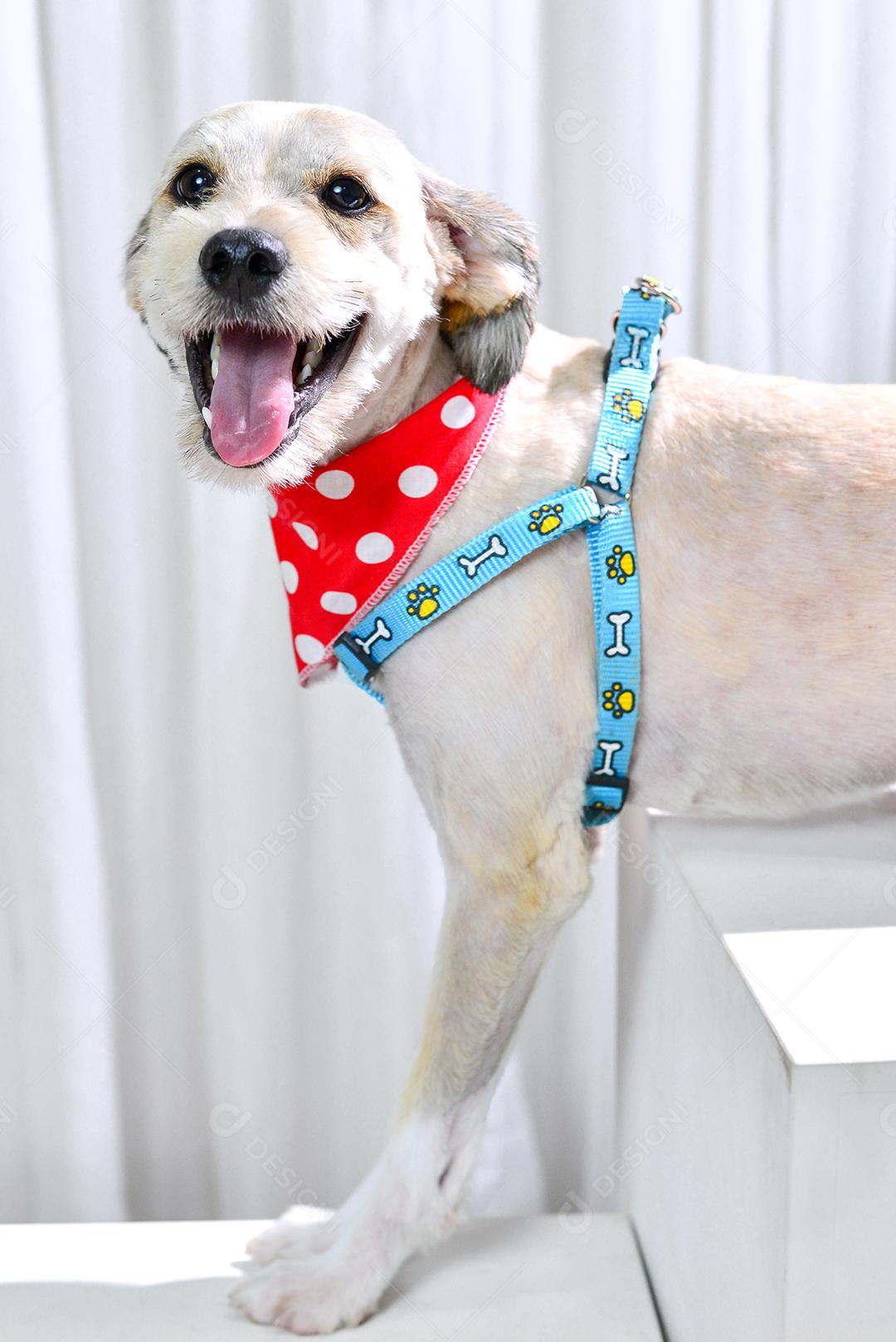 Cachorro vira-lata feliz no fundo branco