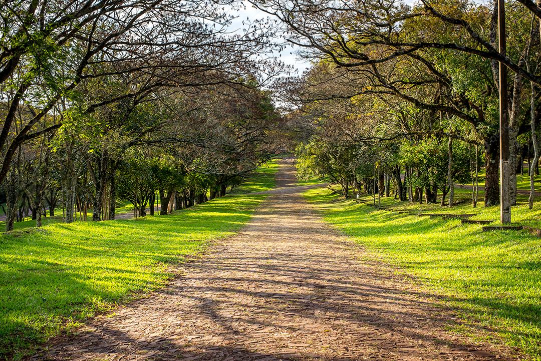 Estrada interior com grama e árvores. Estrada com árvores nas laterais.