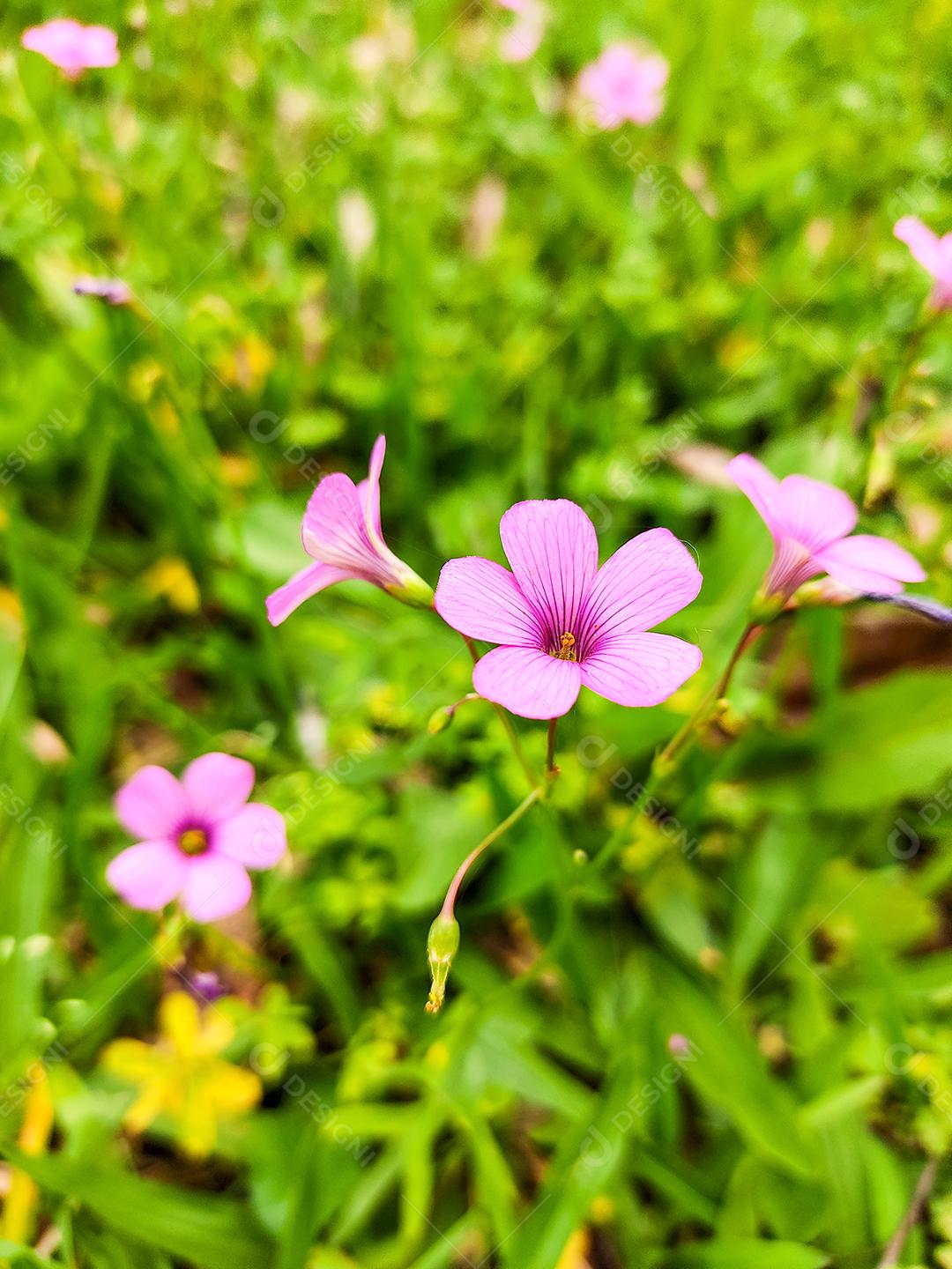 Jardim de plantas roxas sobre fundo desfocado