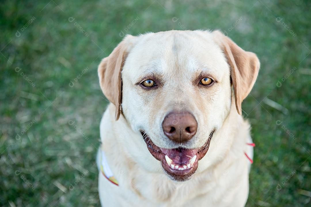 Cão labrador retriever sentado na grama verde.