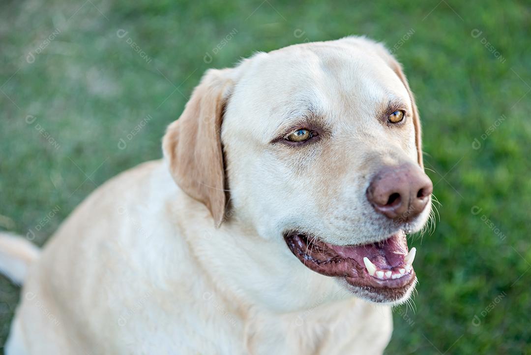 Cão labrador retriever sentado na grama verde.