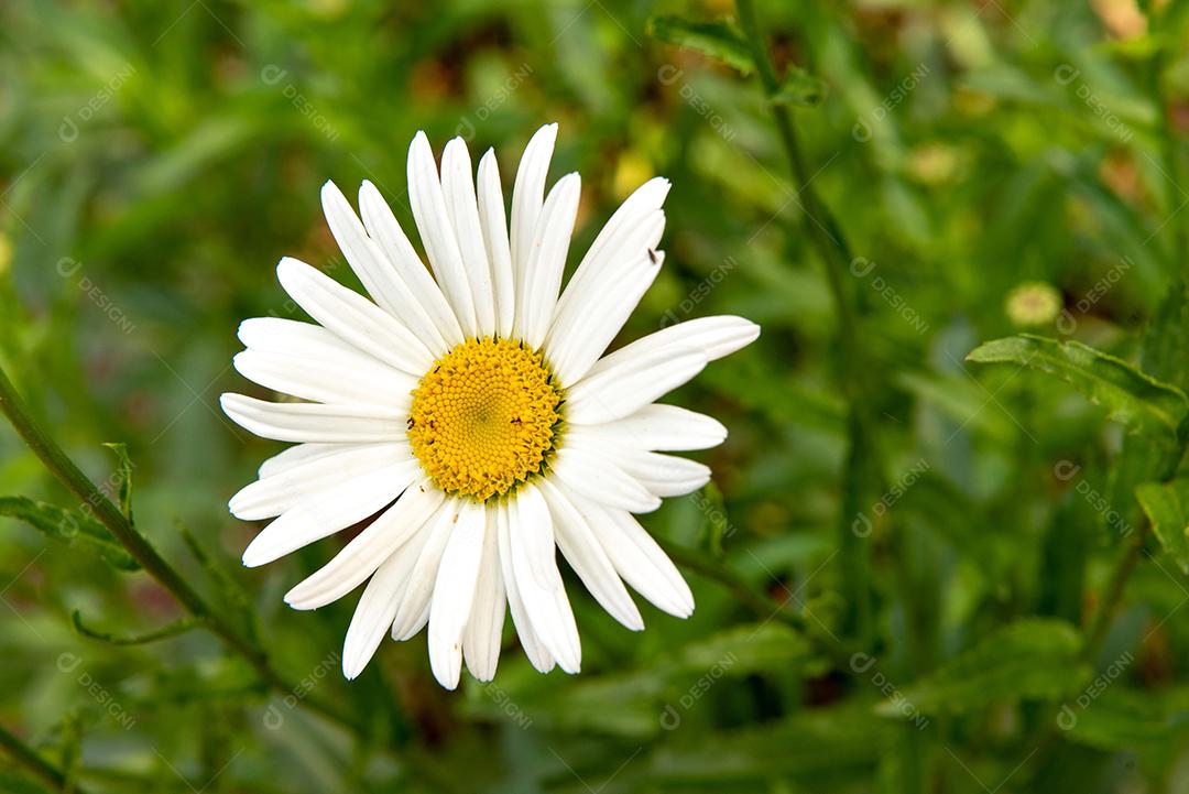 Leucantemo Daisy no jardim, fundo desfocado.