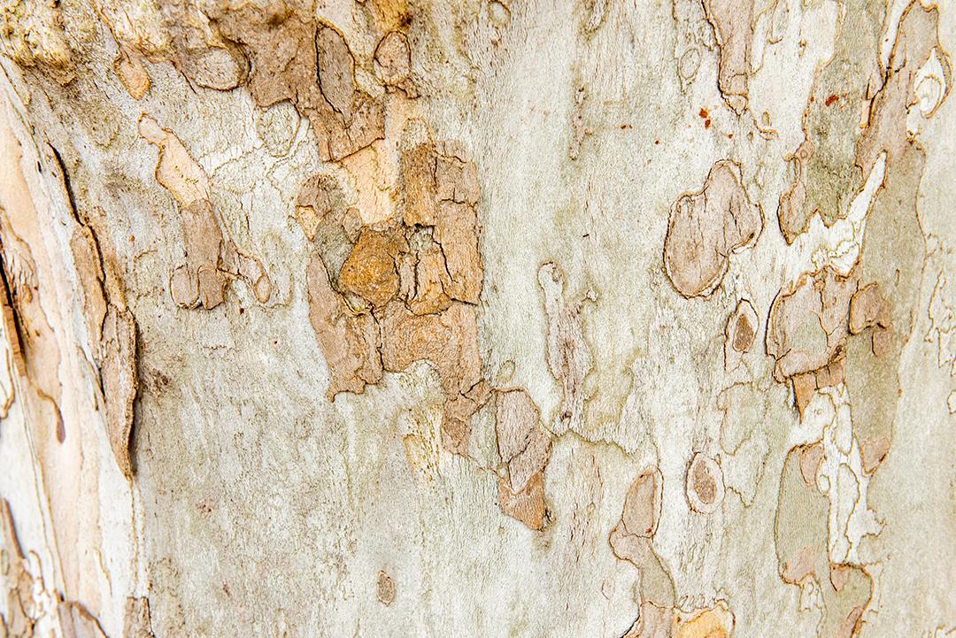 Fundo de textura de tronco de árvore Platanus.