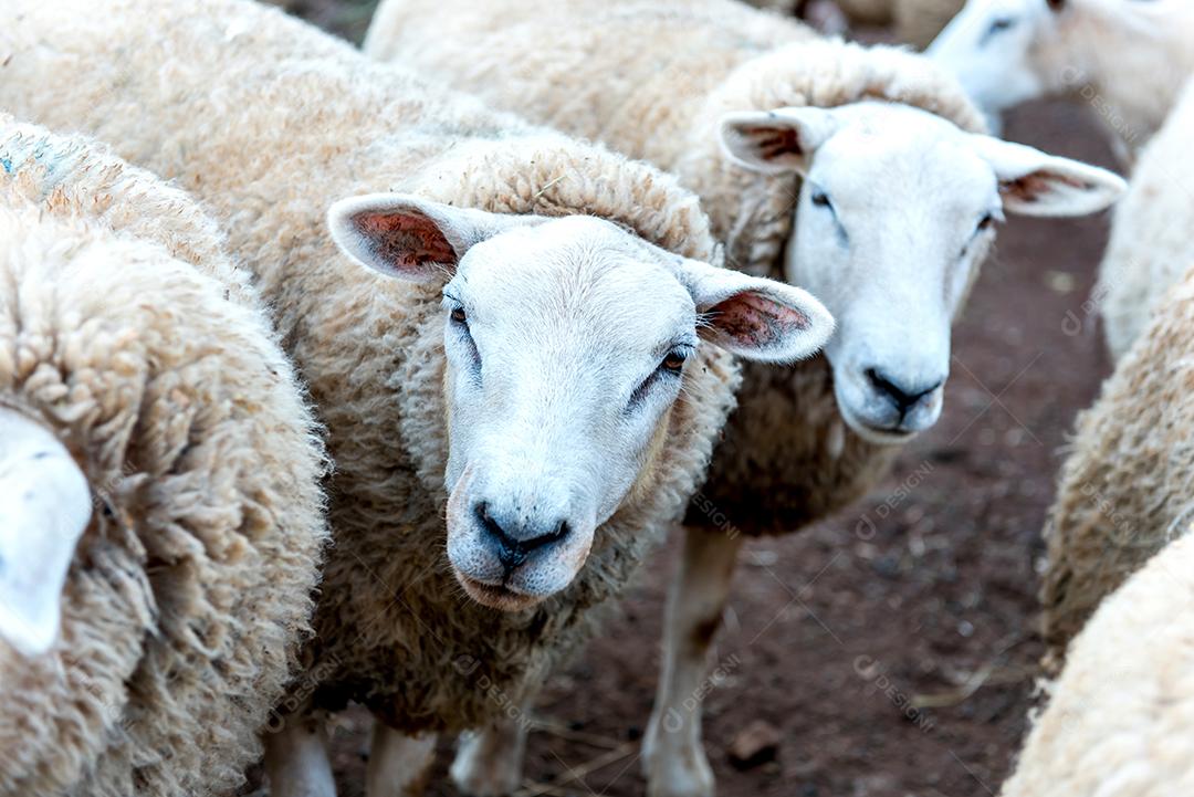 Belo rebanho de ovelhas de lã em uma fazenda