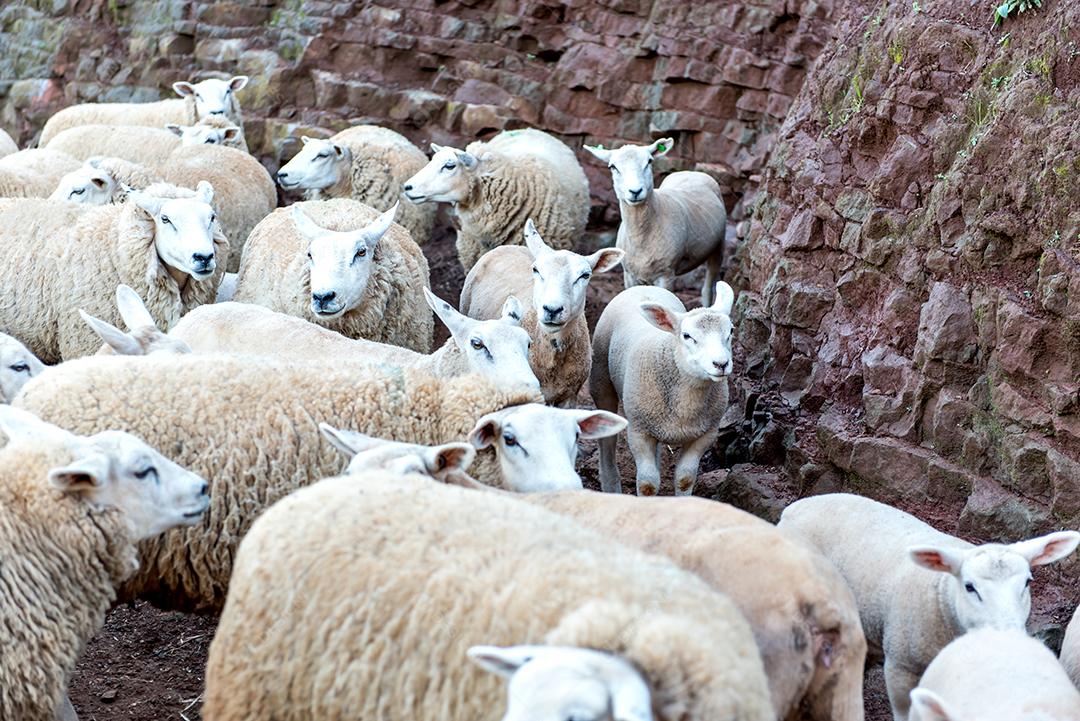 Belo rebanho de ovelhas de lã em uma fazenda