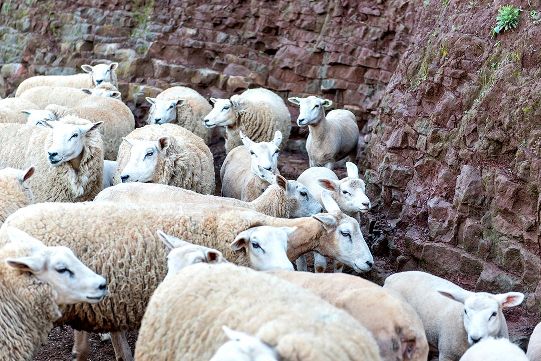 Belo rebanho de ovelhas de lã em uma fazenda