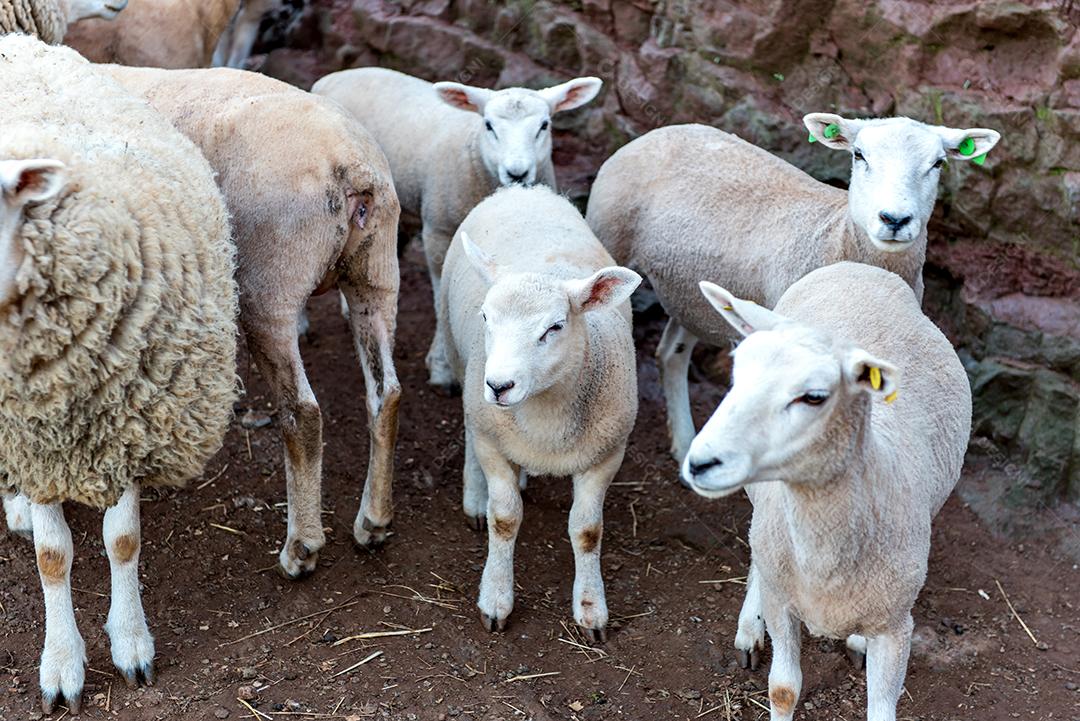 Belo rebanho de ovelhas de lã em uma fazenda