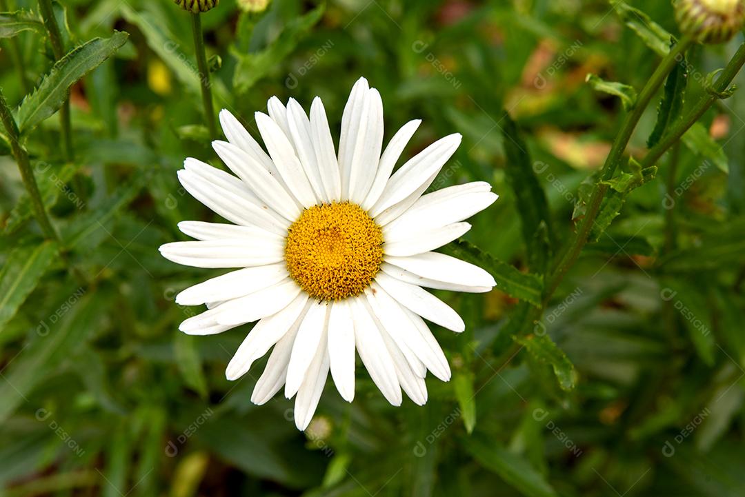 Leucantemo Daisy no jardim, fundo desfocado.