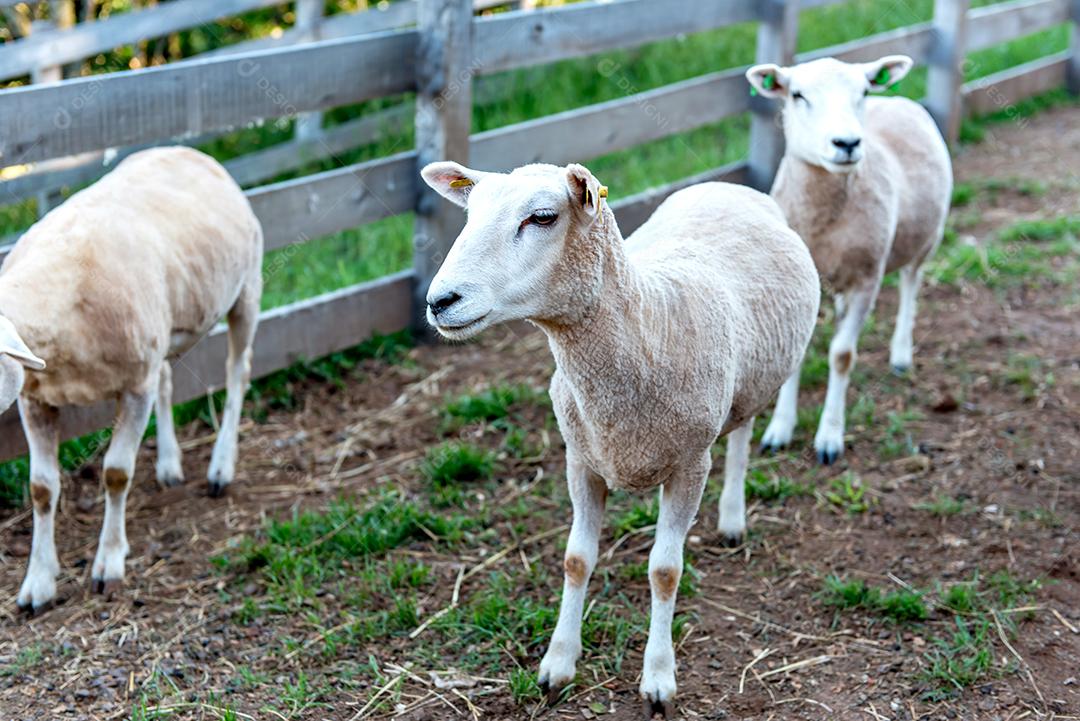 Linda ovelha raspada de lã curta