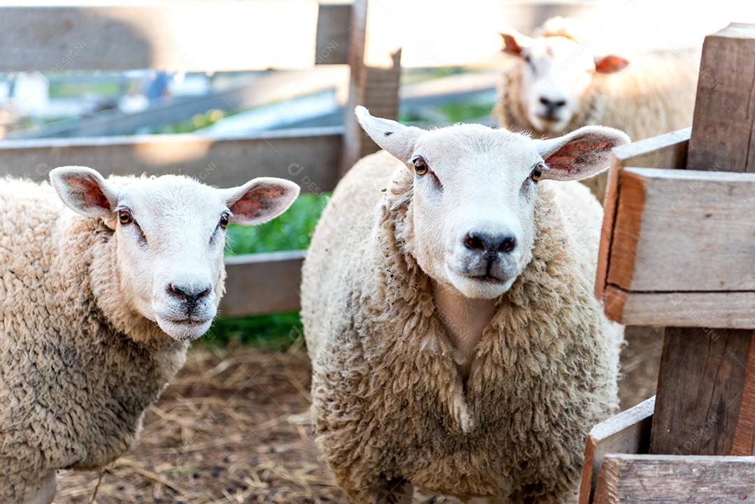 Belo rebanho de ovelhas de lã em uma fazenda