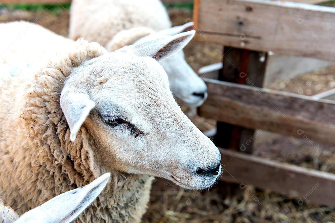 Belo rebanho de ovelhas de lã em uma fazenda