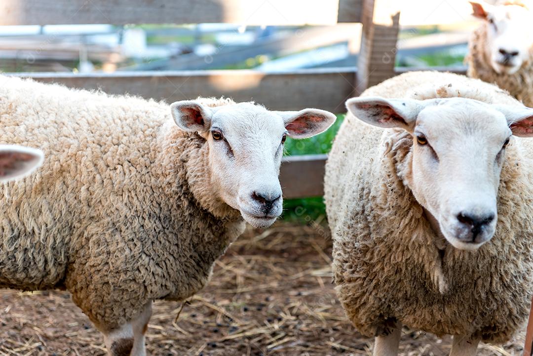 Belo rebanho de ovelhas de lã em uma fazenda