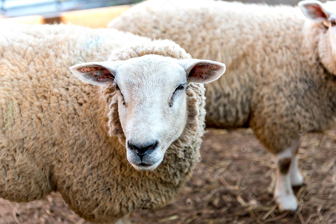 Belo rebanho de ovelhas de lã em uma fazenda