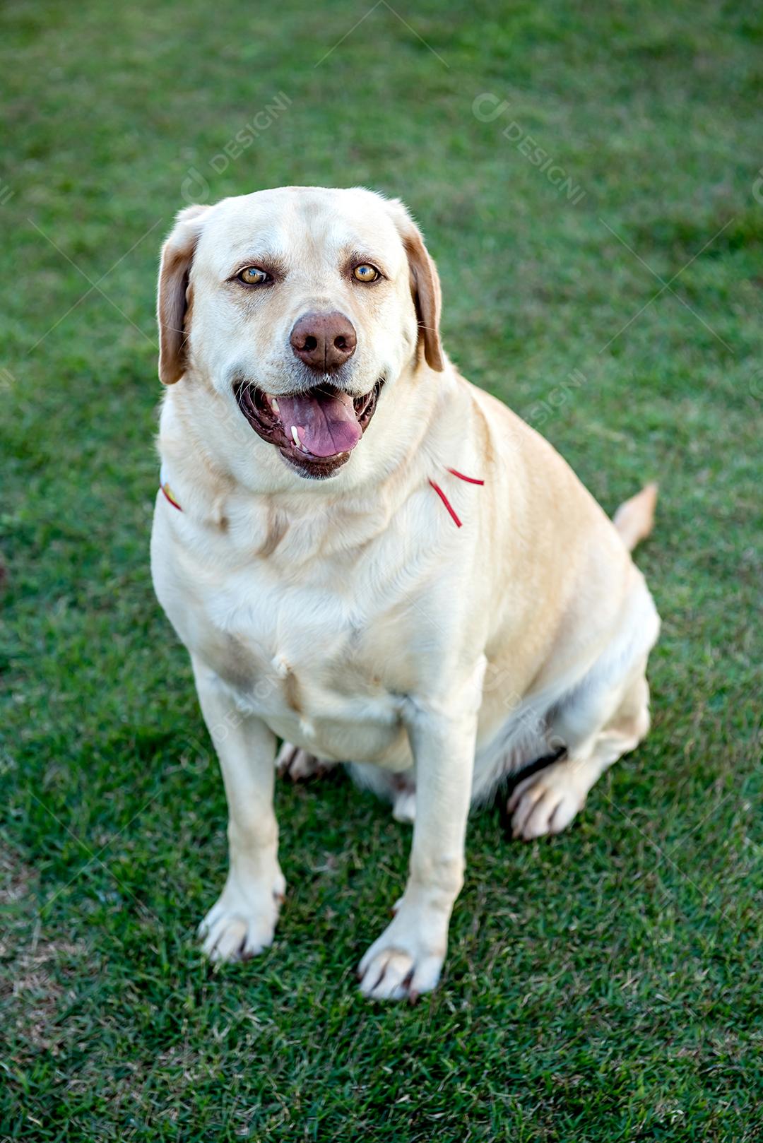 Cão labrador retriever deitado na grama verde.