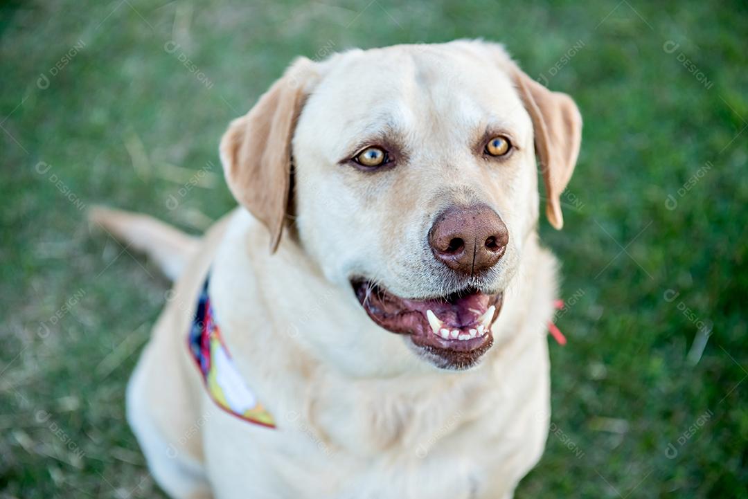 Cão labrador retriever sentado na grama verde.