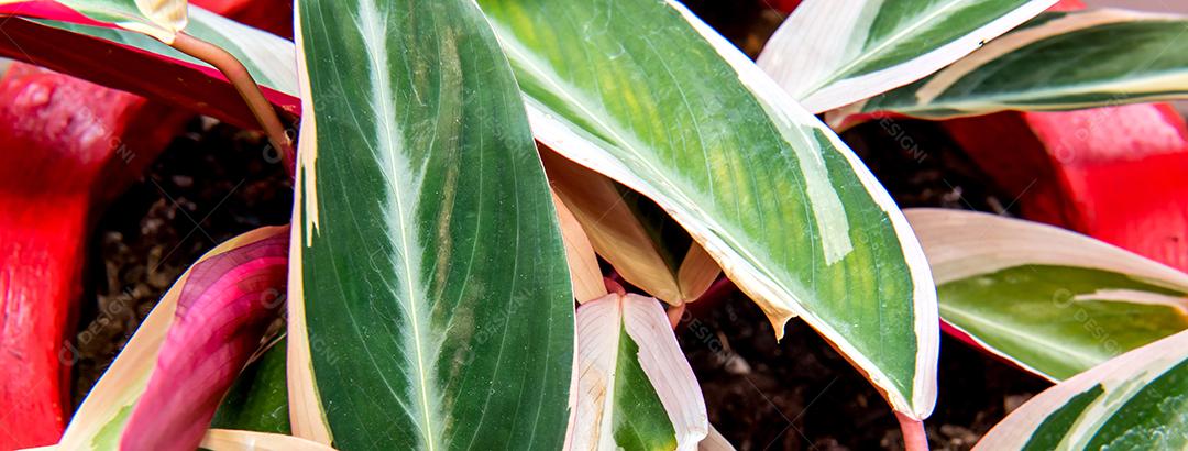 Planta de casa Maranta, colorido calathea stromanthe triostar.