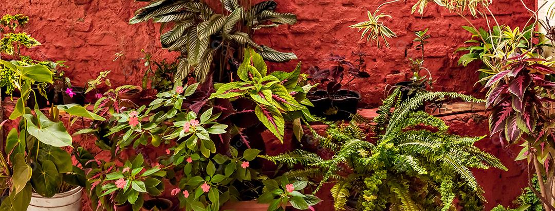 Fundo de textura de diversas e coloridas plantas tropicais. jardim tropical